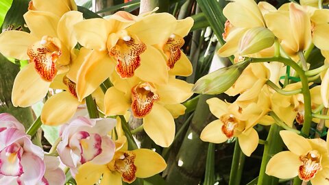 Orchid Show & Relaxing Guitar Ambiance