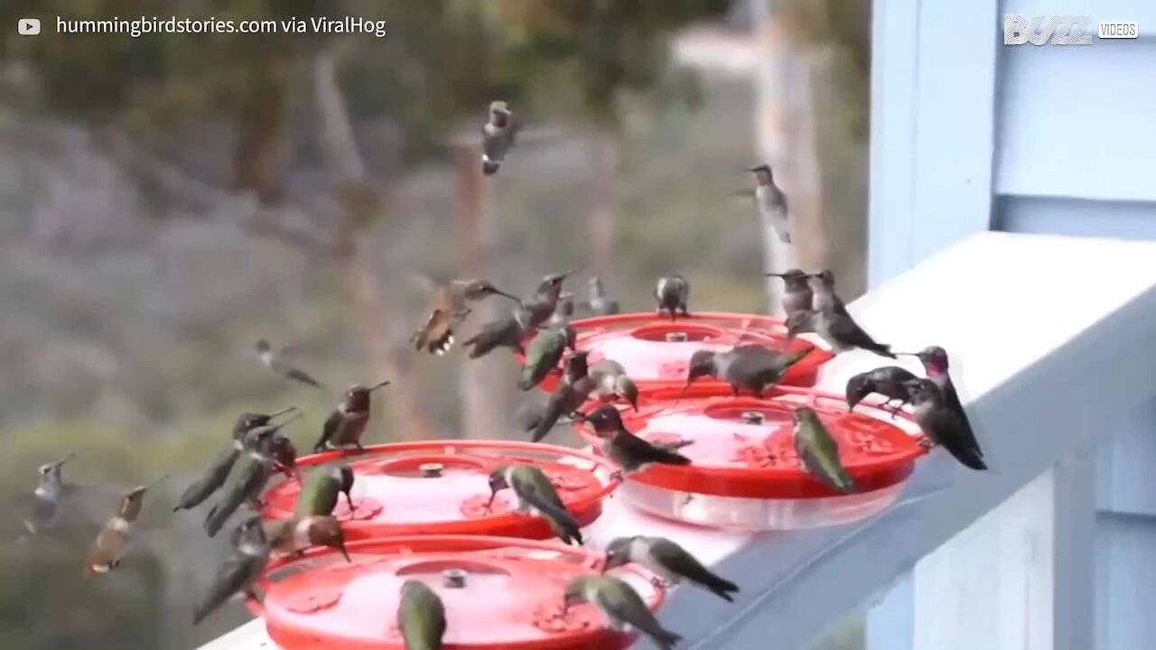 Plusieurs dizaines de colibris se désaltèrent ensemble