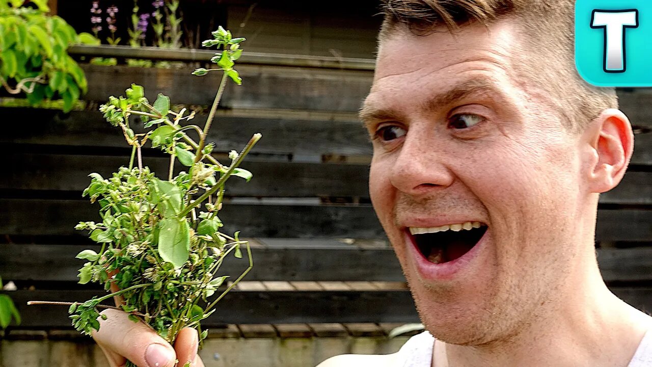 Eat Your Weeds Ep.1 | Chickweed