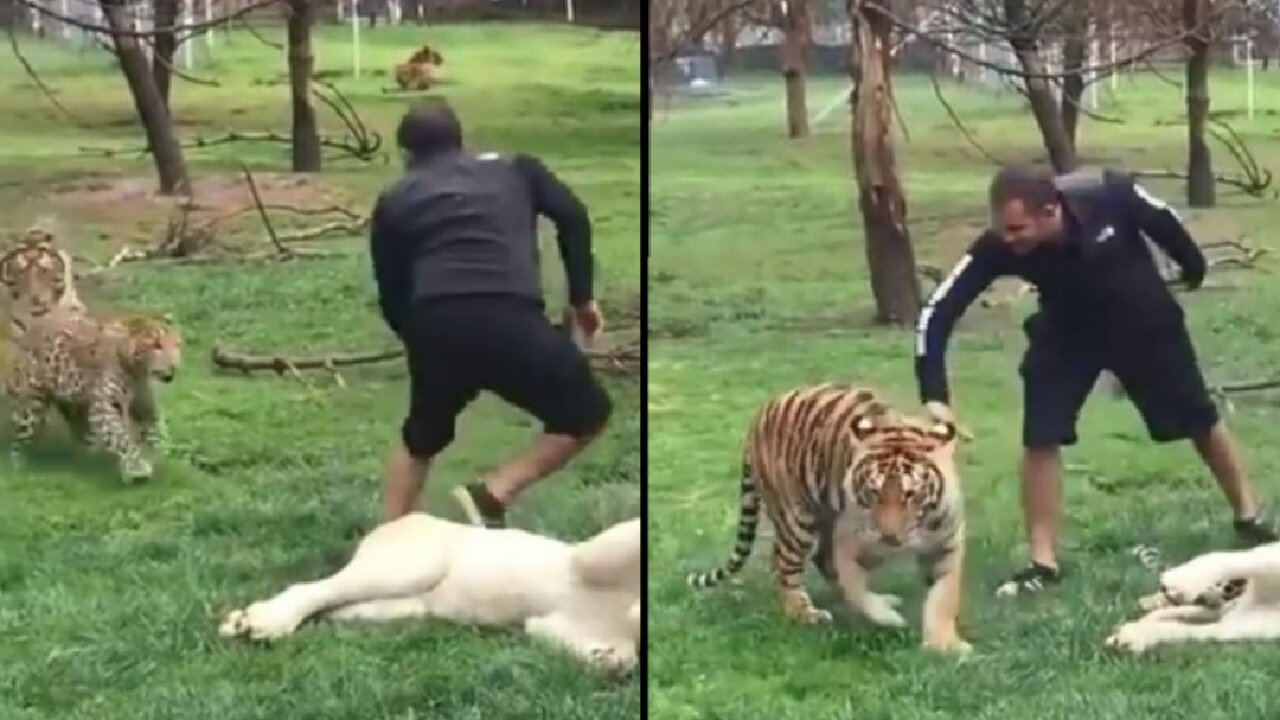 Tiger saves his owner from a leopard attack (MUST WATCH!)