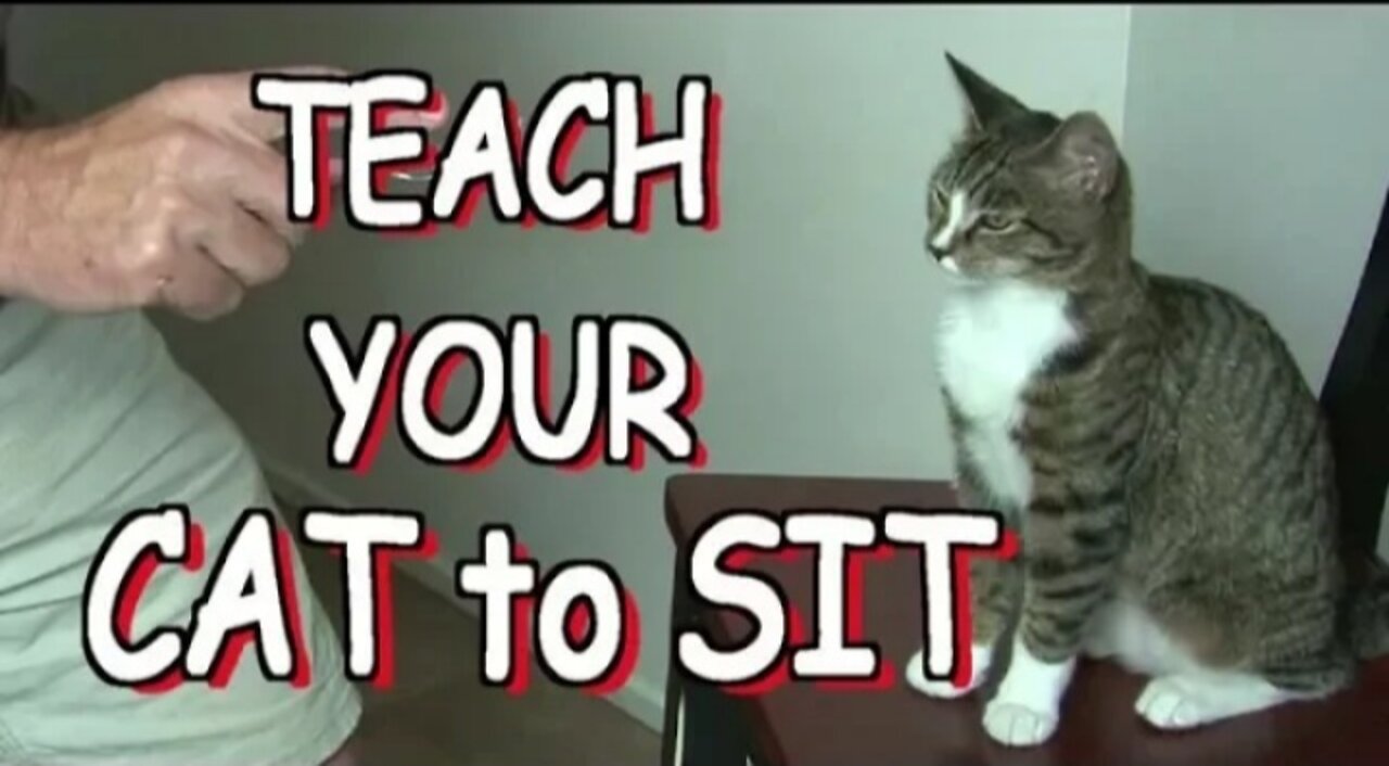 How to teach your cat to SIT