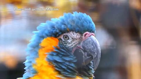 Most Beautiful Macaws on Planet Earth