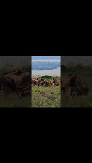 Lion Pride Feast On A Buffalo #shorts | #ShortsAfrica