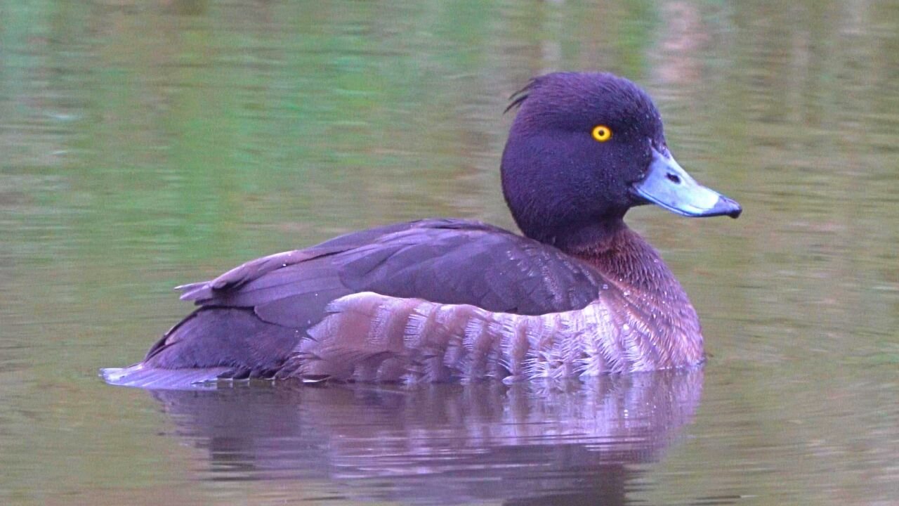 Female Tufted Duck Hen Swimming Around