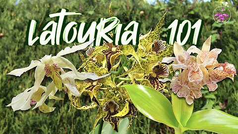 Latouria Type Dendrobiums Care Tips | Insights | Growth Habit | Repot Timing & MORE! #ninjaorchids