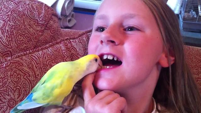 "A Lovebird Pulls A Young Girl's Loose Tooth Out Of Her Mouth"