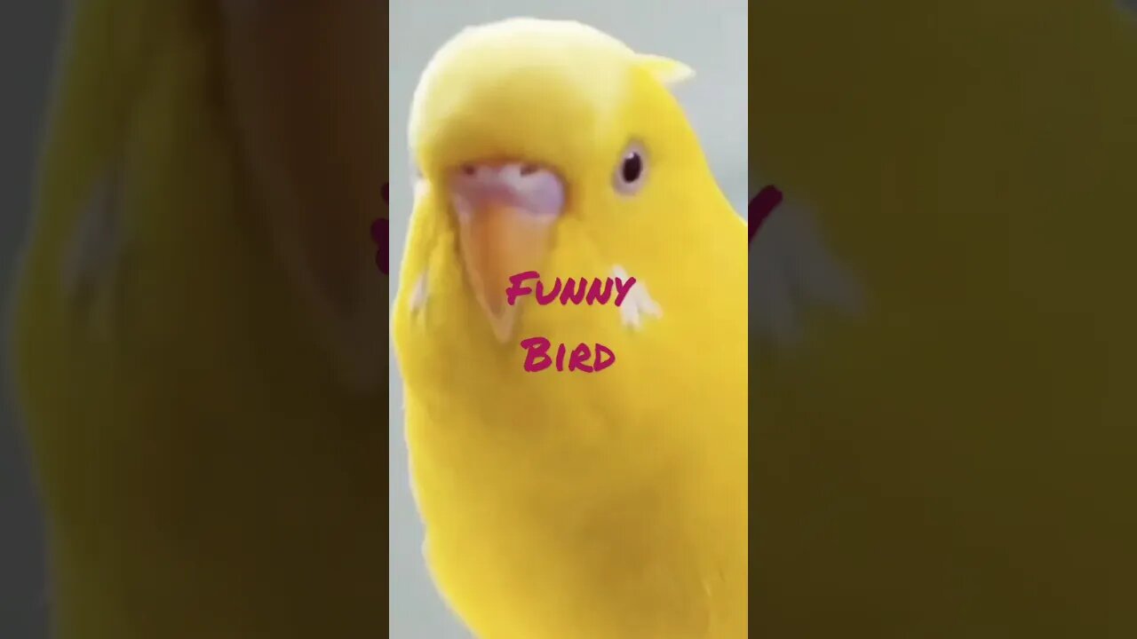 Funny Bird