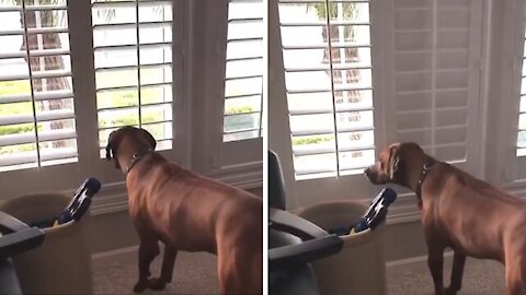 Mischievous pup humorously caught closing the blinds