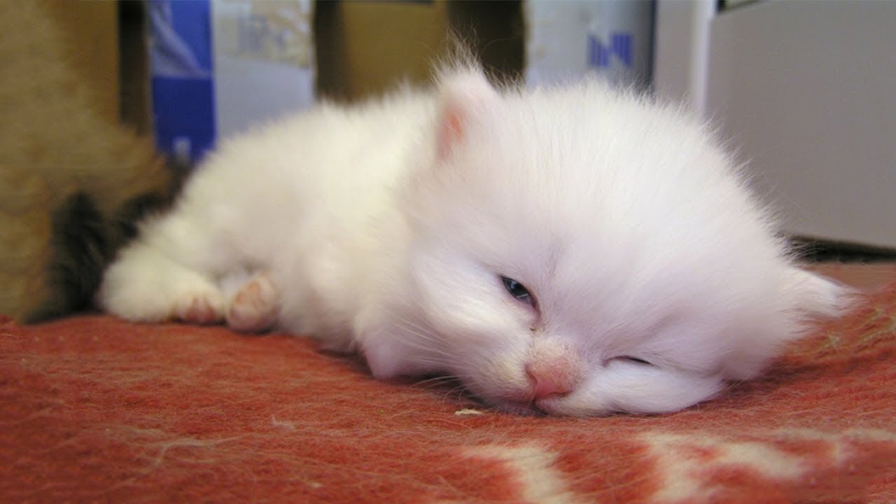 Little Kitten Suddenly Wakes Up After Having Nightmare