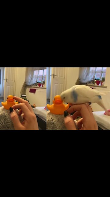 Birdie doesn't like his owner to play with the rubber duck.
