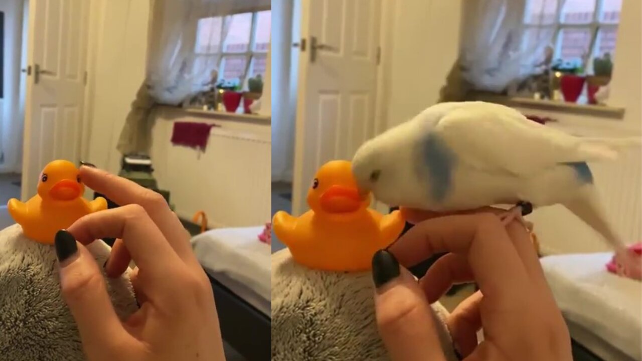 Birdie doesn't like his owner to play with the rubber duck.