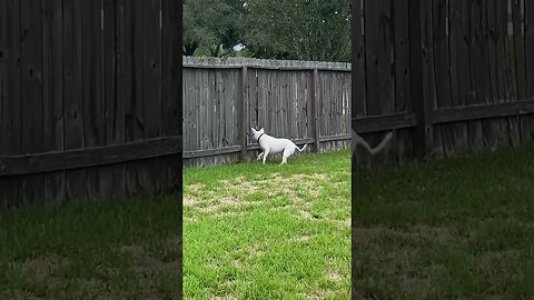 The lawn jockeys next door!