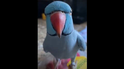 Funny Parrot Talking Videos On TikTok CUTE Birds Doing Funny Things