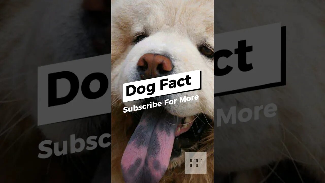 Dog Facts - I Bet You Don't Know 🐶🐩🐕🦴🐕‍🦺 #dogs #dogfacts #dog #doglovers #doglover #dog #shorts