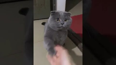 Cute Cat Shaking Hands #cutecatshorts #petshortvideos #viral