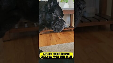 50% OFF STRONGEST Chew Toy #dog