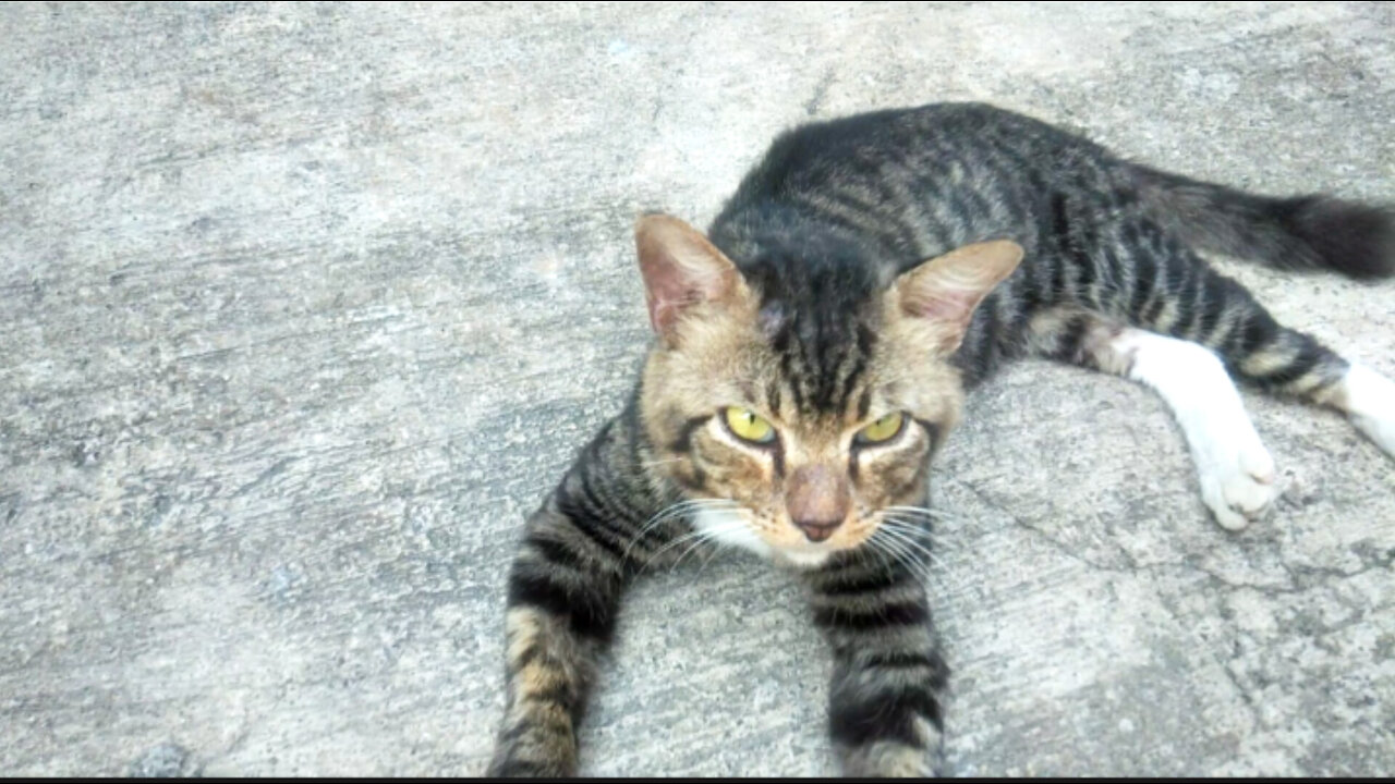 Cats feeling tired after fighting