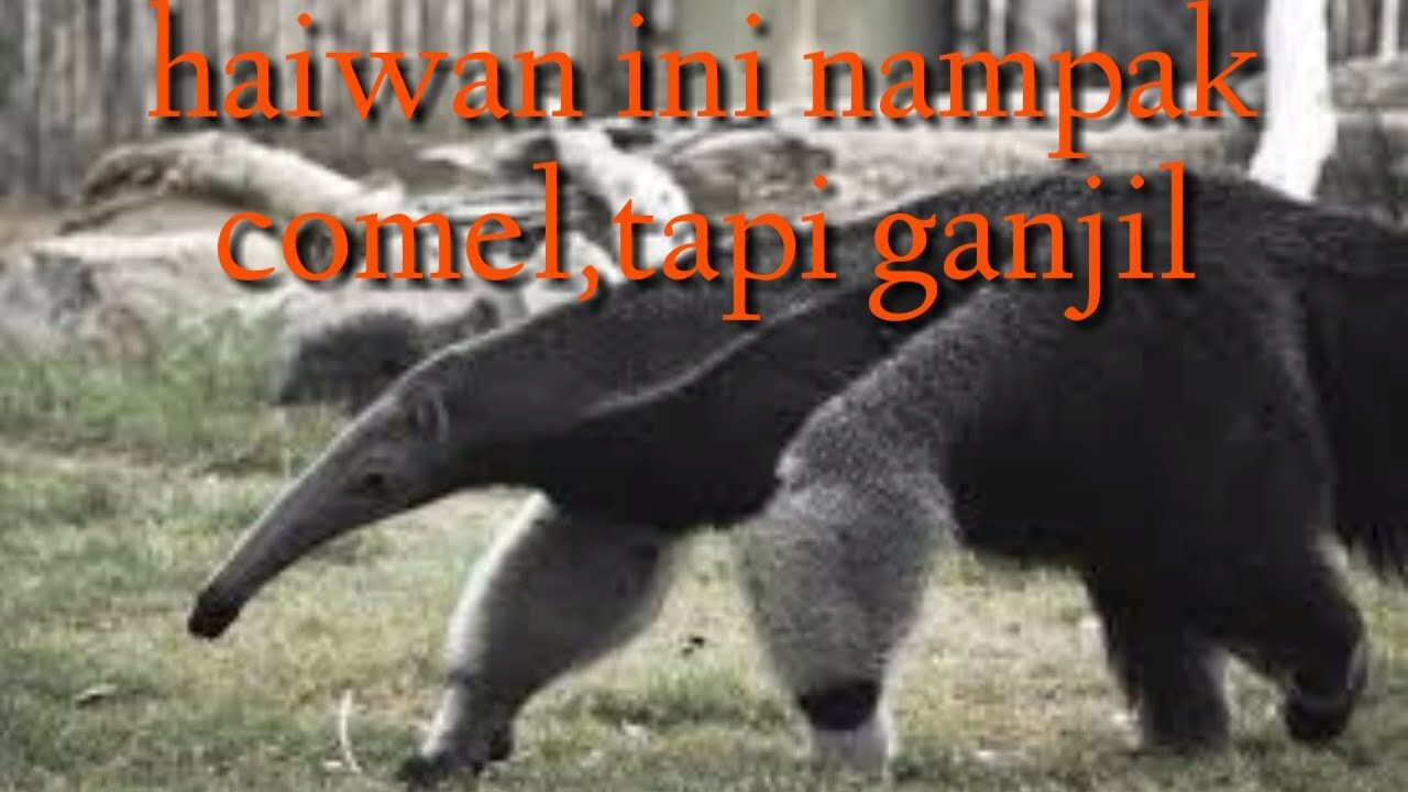 the behavior of a giant anteater