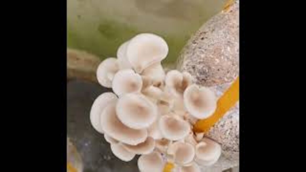 wow this is how mushroom grows