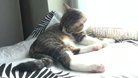 Kitten Washes His Fur on His Pillow