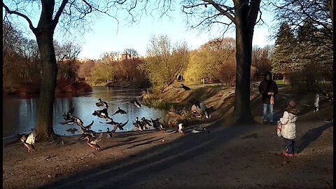 Baby feeding ducks on the shore