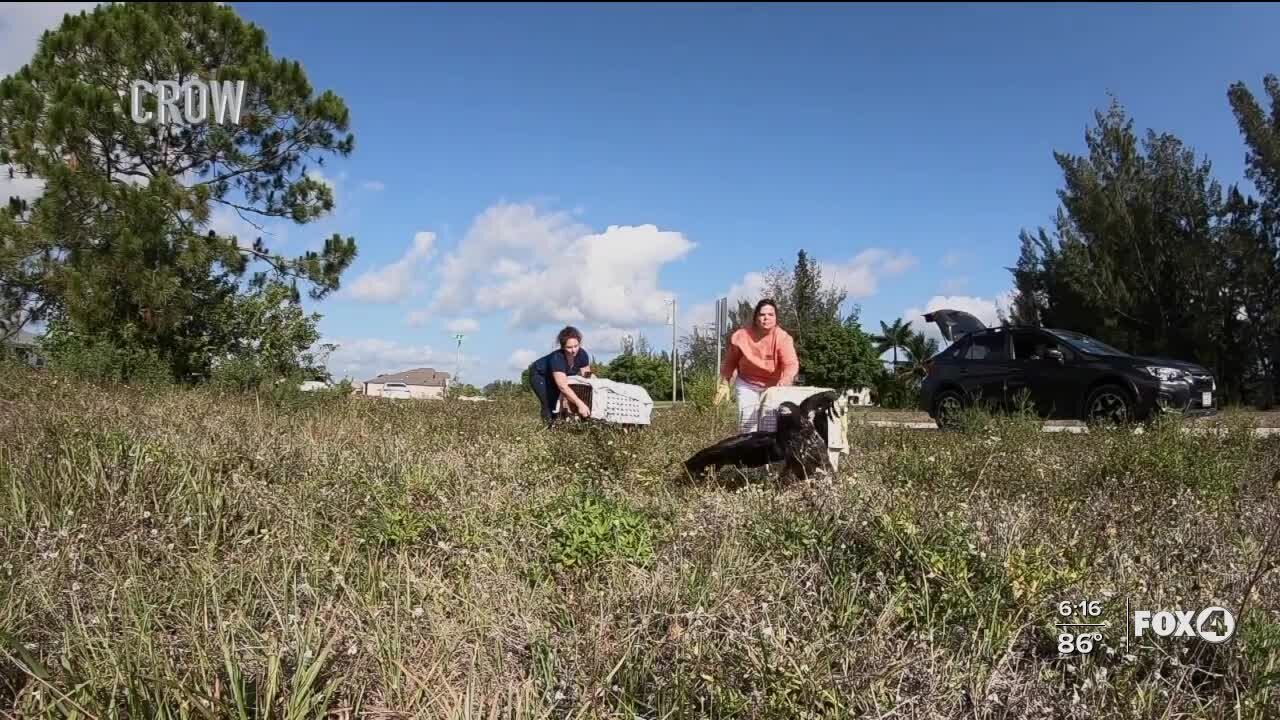 CROW releases two young eagles back into the wild