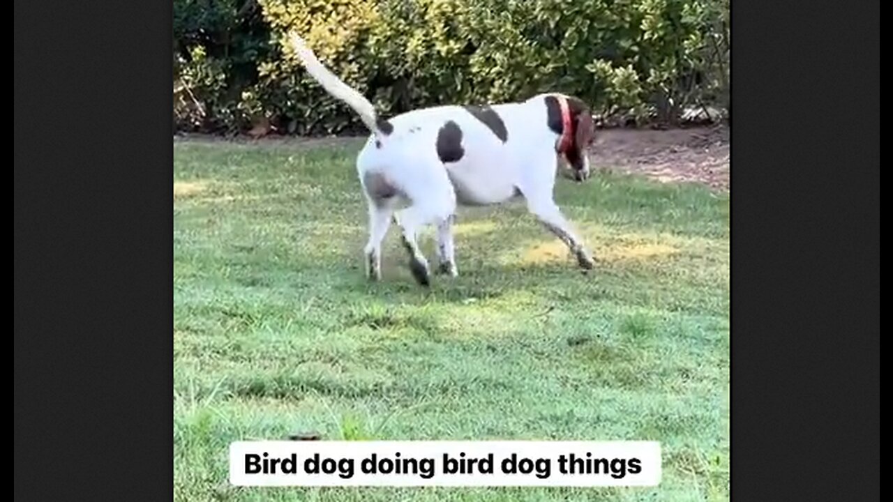 Bird Dog Doing Bird Dog Things - HaloRock