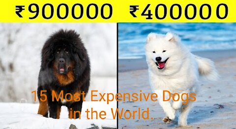 15 Most Expensive Dogs in the World.