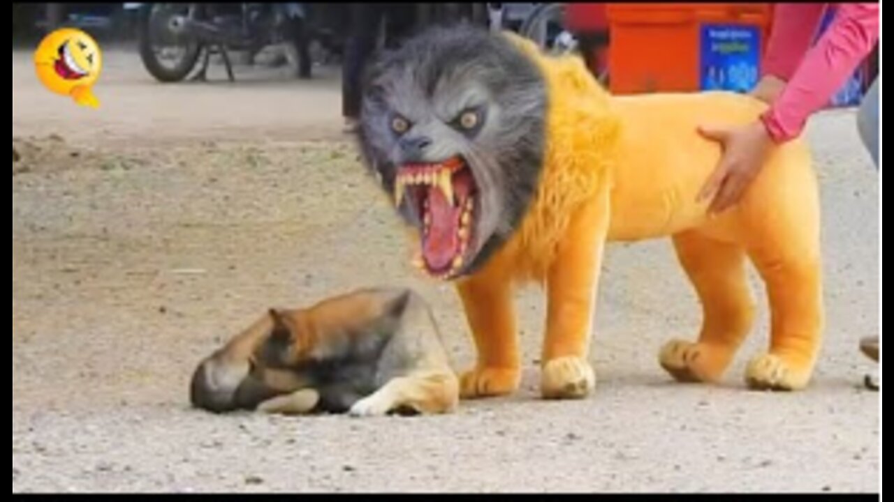 Troll Prank Dog Funny & fake Lion and Fake Tiger Prank To dog & Huge Box Prank to dog