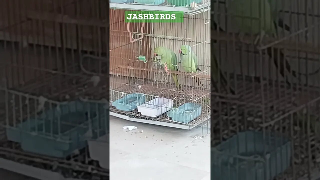 Indian Parrot