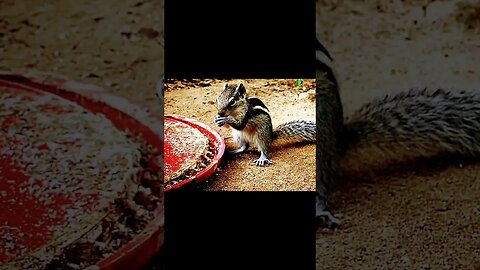 chipmunk 🐿️ | ua58sb #shorts #animals #chipmunk @bbcearth @ChipmunksofTikTok