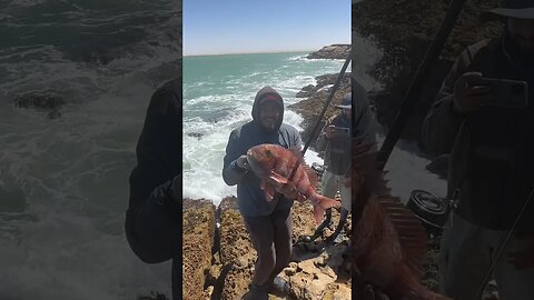 اجمل سمكة في الموسم 😍 الرايس وليد في صراع مع الوحوش 🎣🎣