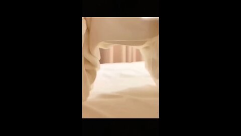 funny cat