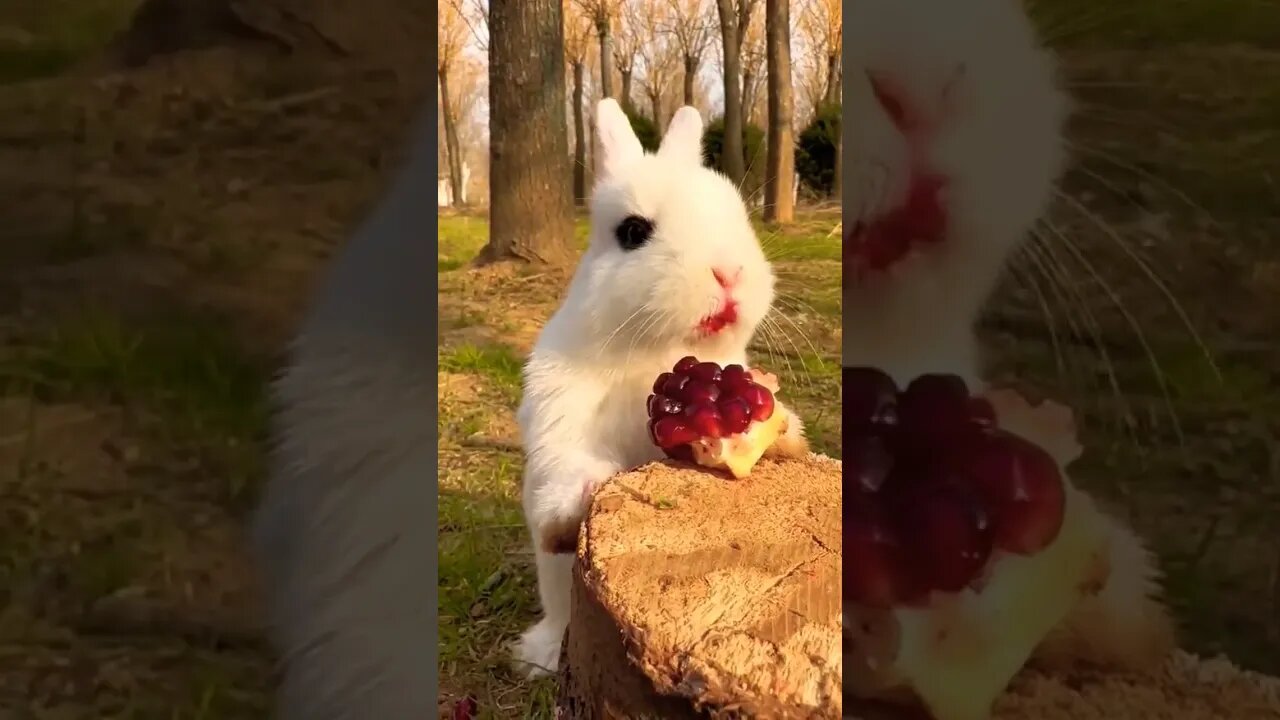 cute rabbit #tranding #shortvideo #trendingshorts #rabbit #cute