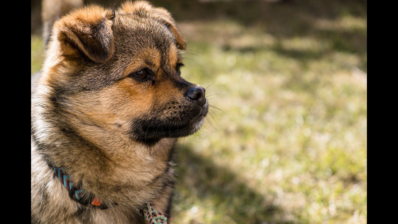 Cute Puppies ,Cute Funny and Smart Dogs Compilations
