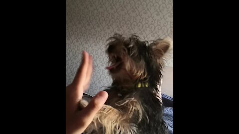 Hyperactive Yorkshire Terrier