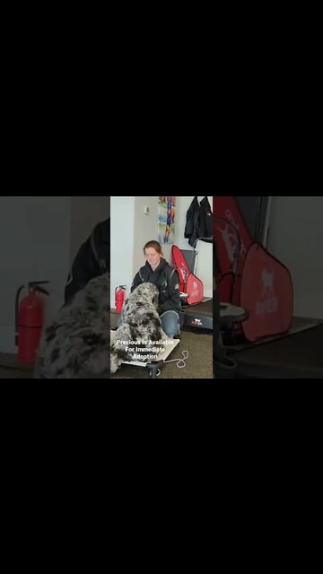 Precious is Available For Immediate Adoption.