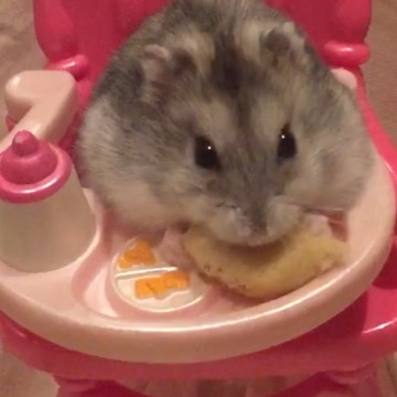 A Hamster Eats A Snack In A Doll Chair