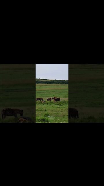Hyenas And Jackals #shorts | #ShortsAfrica
