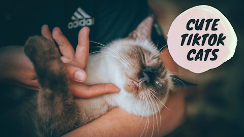 Cute Cats Tiktok | Funny animals | Kitty 2021-2022