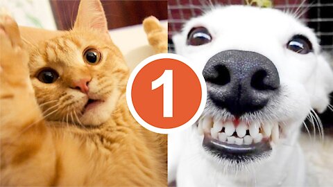 Cute Pets & Funny Animals Video Compilation #01