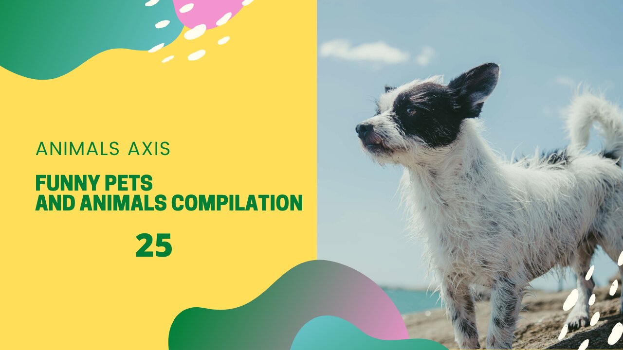 Funny Pets And Animals Compilation 25