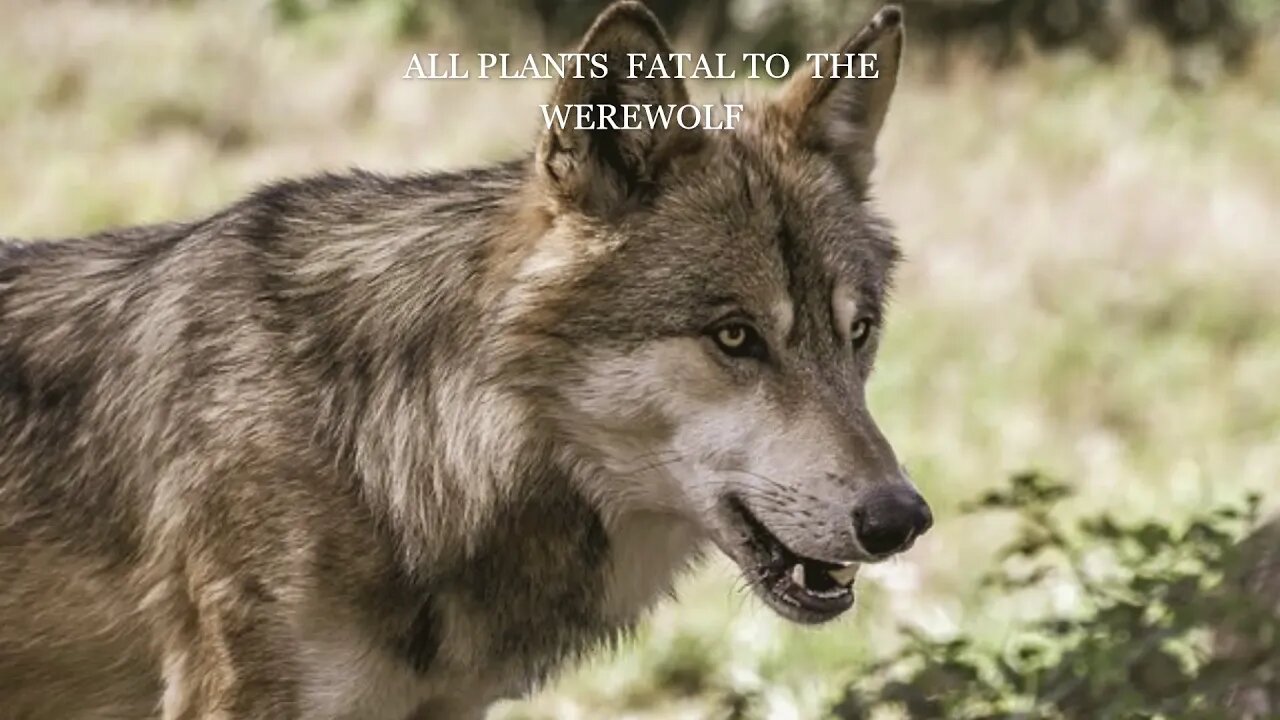 (Preview) 3 Plants Fatal to the Werewolf