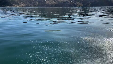 Cruising Around Lake Havasu