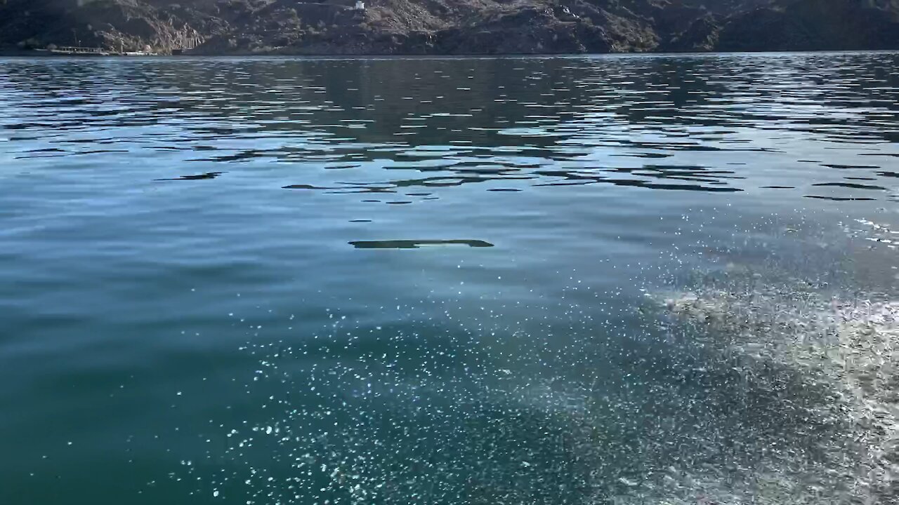 Cruising Around Lake Havasu
