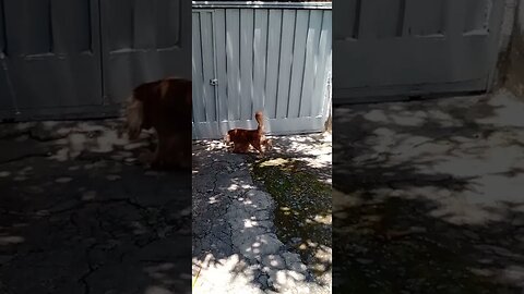 #dogshow , #animals , #dogs , #shorts