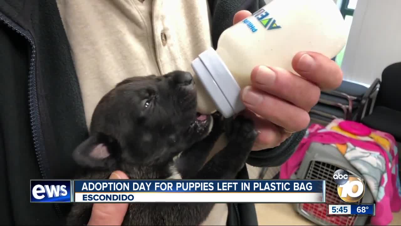 Adoption Day for Escondido puppies left in dog food bag