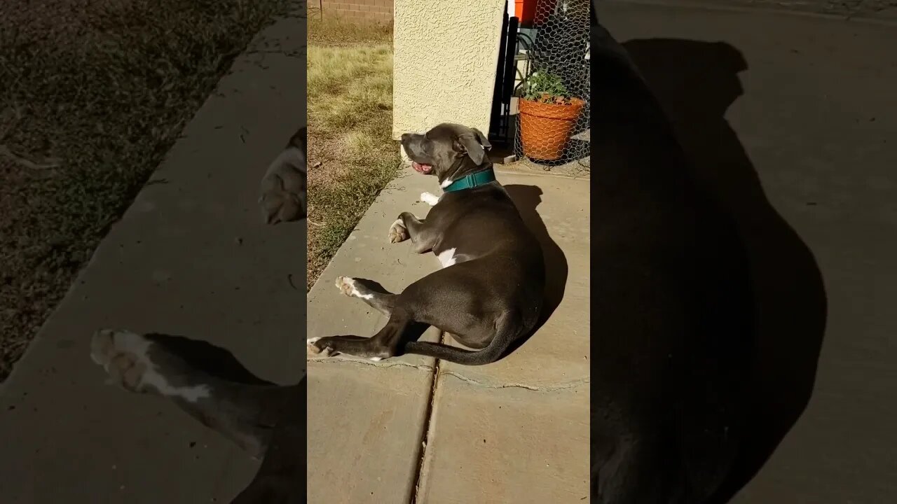 morning sun gazing puppy meditation #einsteinsbackyard #pitbulls #arizona #shorts #dog #short