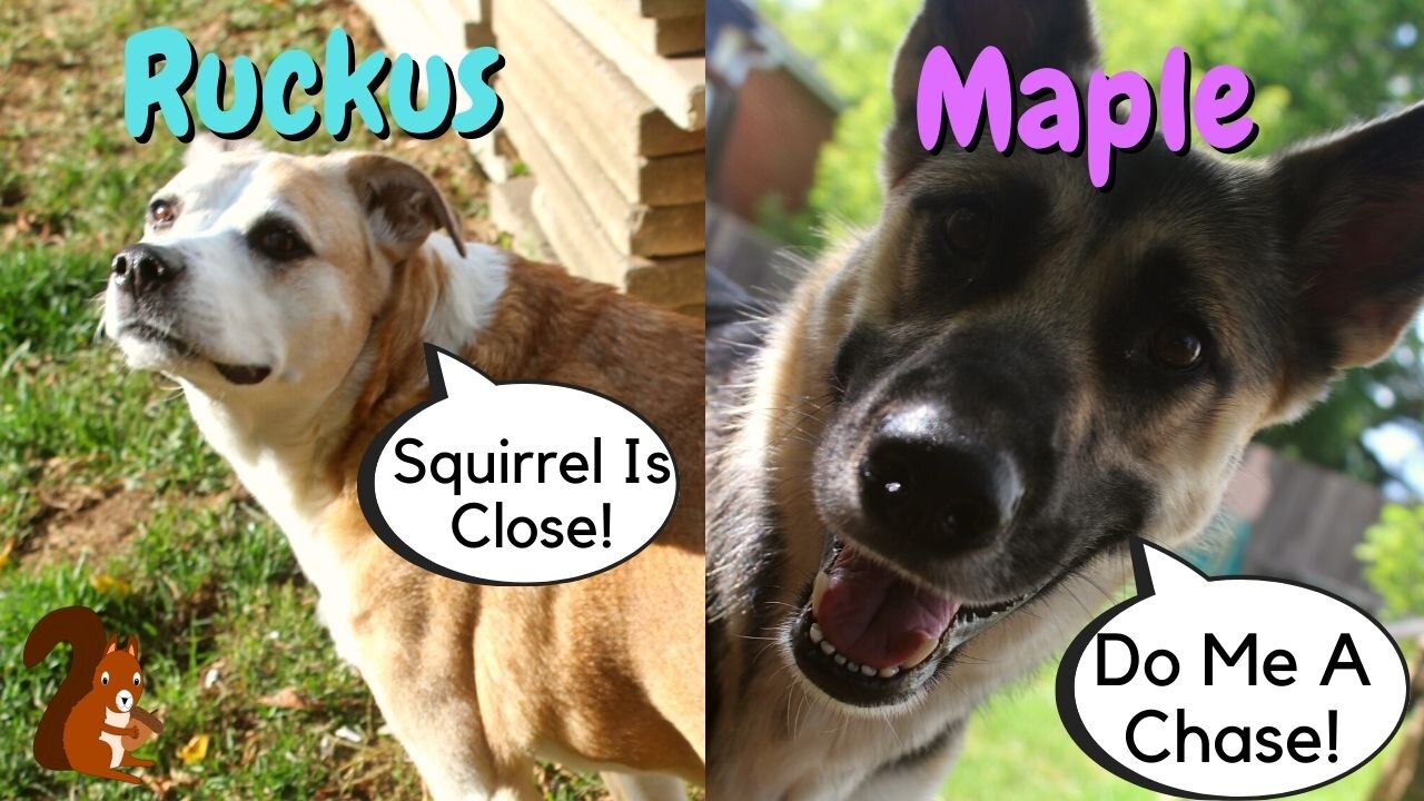 Dogs Chasing Squirrels | Almost Gets One...Lucky Squirrel