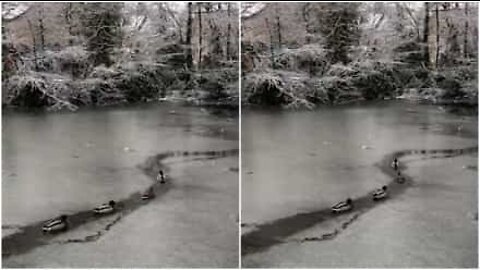 Patos desfilam por lago congelado em Inglaterra